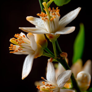 El exfoliante de sal